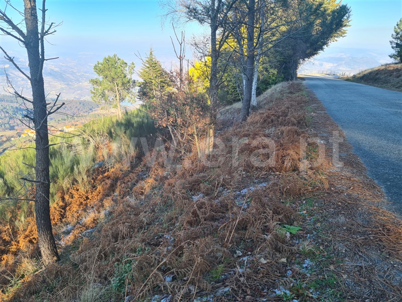 Lote  Lamego, Avões - 1224787 - 3