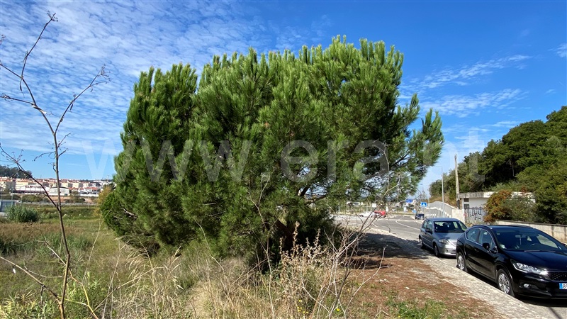 Lote  Leiria, Zona 05 - Centro Capuchos - 1206208 - 6