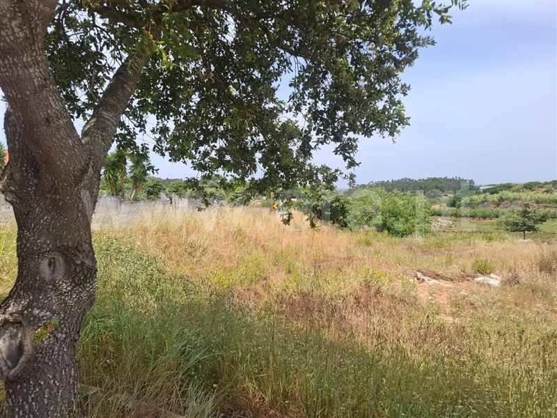 Lote  Lourinhã, Reguengo Grande - 1488746 - 3
