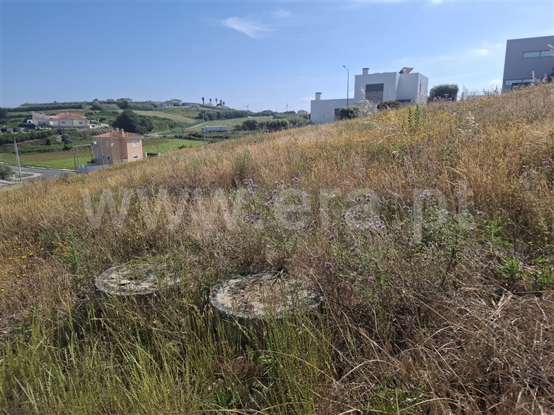 Lote / Lourinhã, Reguengo Grande