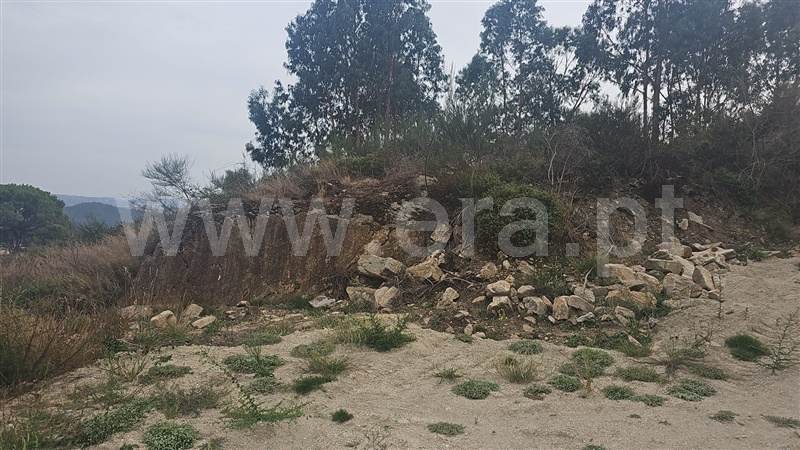 Lote / Lousada, Figueiras e Covas