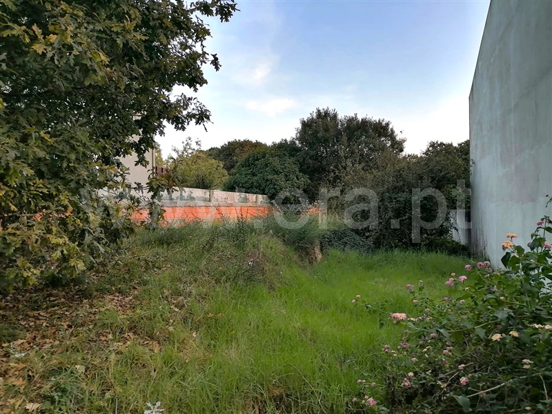 Lote  Maia, Moreira - 1360065 - 2
