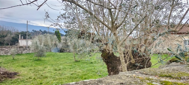 Lote / Mangualde, Abrunhosa-a-Velha