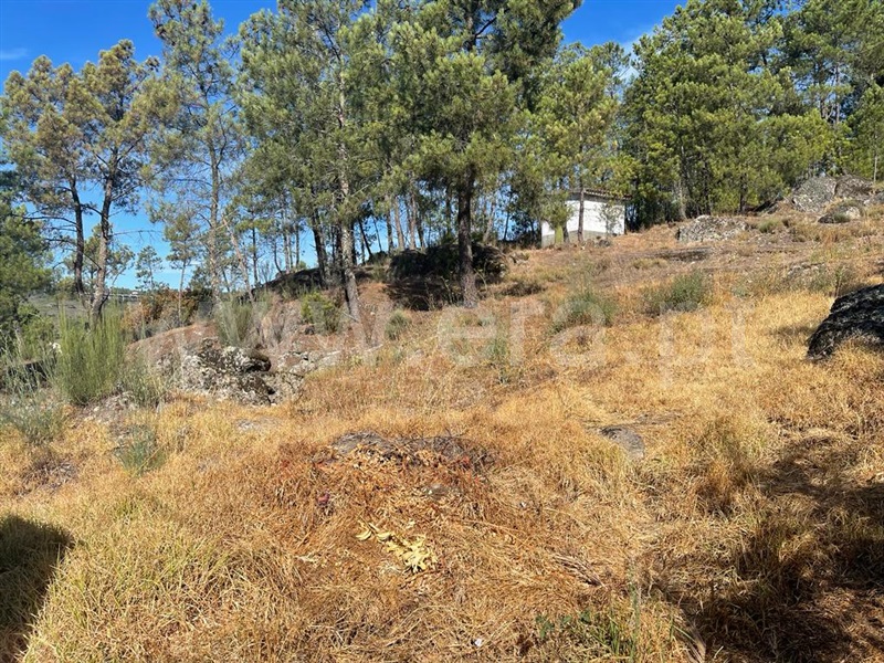 Lote  Mangualde, Tavares (Chãs, Várzea e Travanca) - 1351223 - 3
