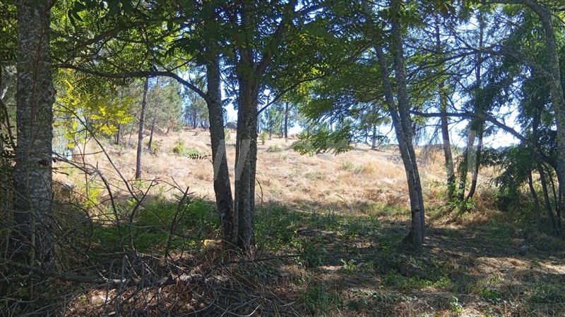 Lote / Mangualde, Tavares (Chãs, Várzea e Travanca)
