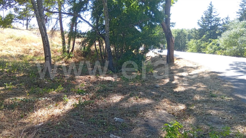 Lote  Mangualde, Tavares (Chãs, Várzea e Travanca) - 1496214 - 3