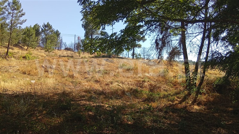 Lote  Mangualde, Tavares (Chãs, Várzea e Travanca) - 1496214 - 5