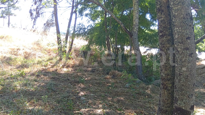 Lote  Mangualde, Tavares (Chãs, Várzea e Travanca) - 1496214 - 6