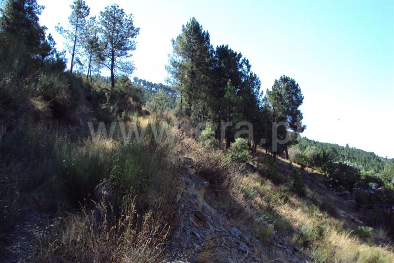 Lote  Manteigas, Serra da Estrela - 474446 - 6