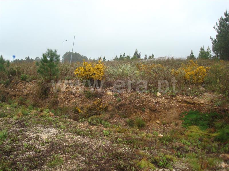 Lote / Mealhada, Pampilhosa