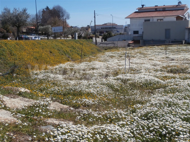 Lote / Murça, Murça