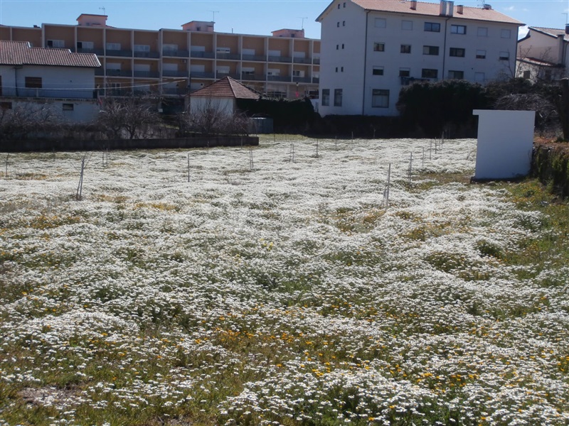Lote  Murça - 1357186 - 4