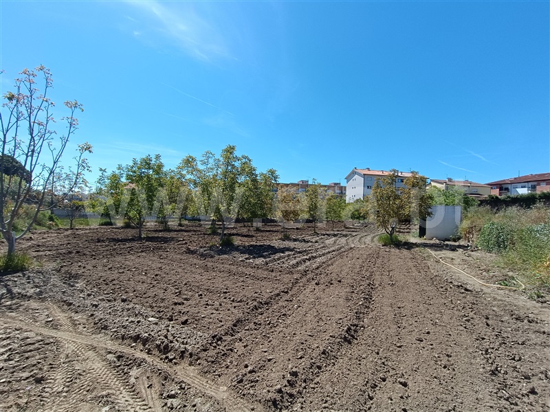 Lote  Murça - 1358243 - 8
