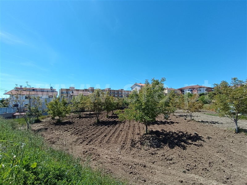 Lote  Murça - 1358243 - 9