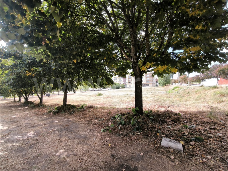 Lote  Nelas - 1506022 - 6