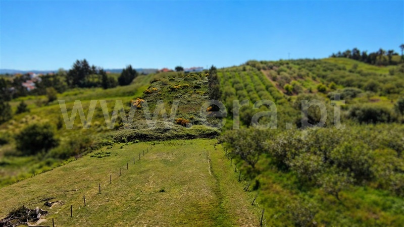 Lote / Óbidos, Casais da Navalha
