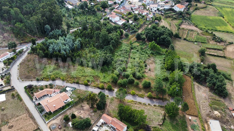 Lote / Oliveira de Azeméis, Ossela