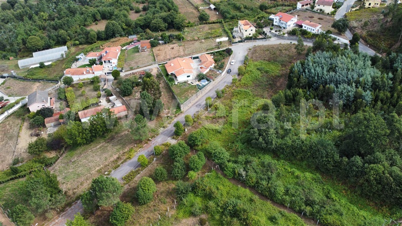 Lote / Oliveira de Azeméis, Ossela