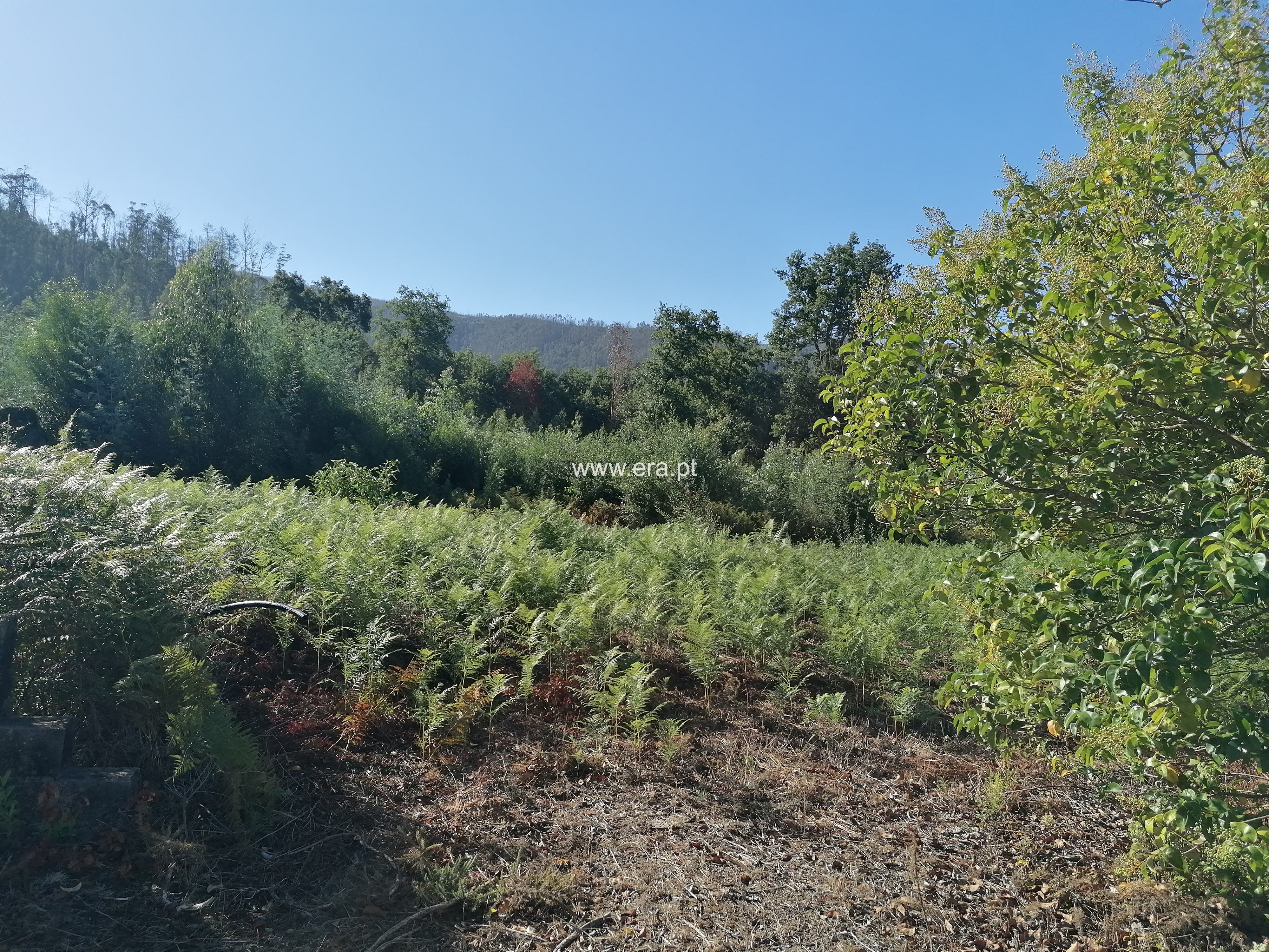 Lote / Oliveira de Azeméis, Ossela