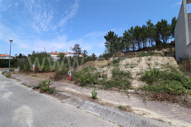Lote / Oliveira de Azeméis, Pinheiro da Bemposta, Travanca e Palmaz