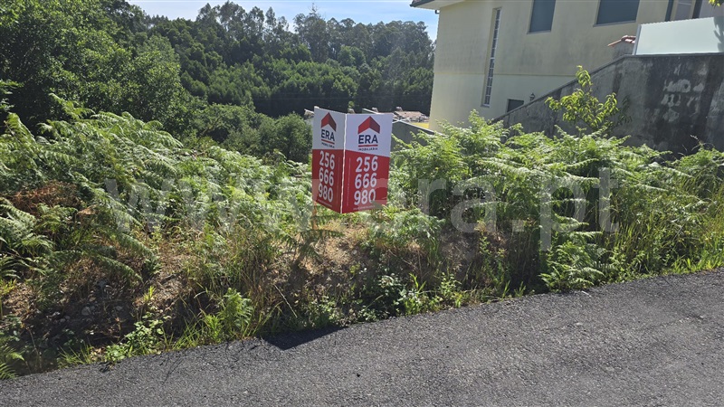 Lote / Oliveira de Azeméis, Vila de Cucujães