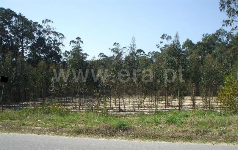 Lote / Ovar, Centro