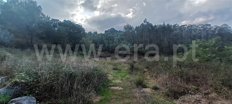 Lote  Paredes, Cete - 1354656 - 6
