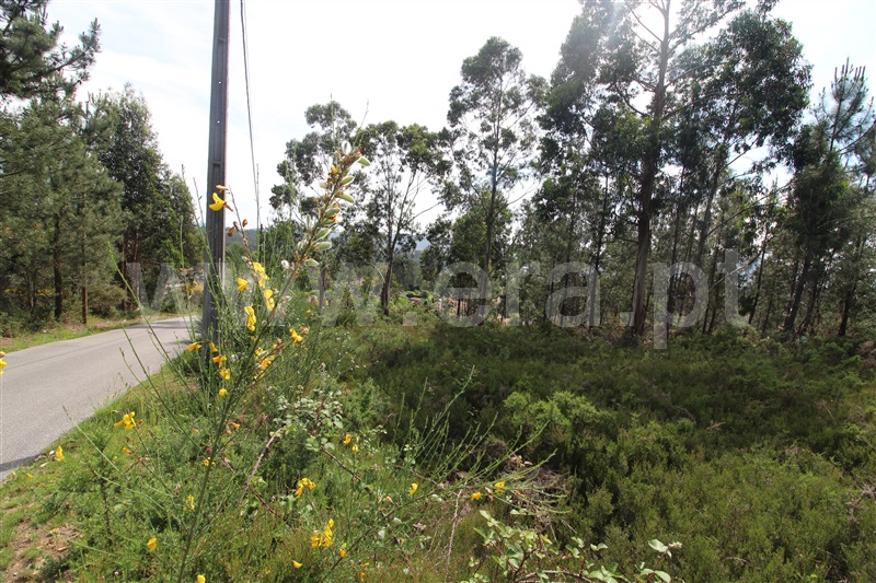 Lote / Paredes, Gandra