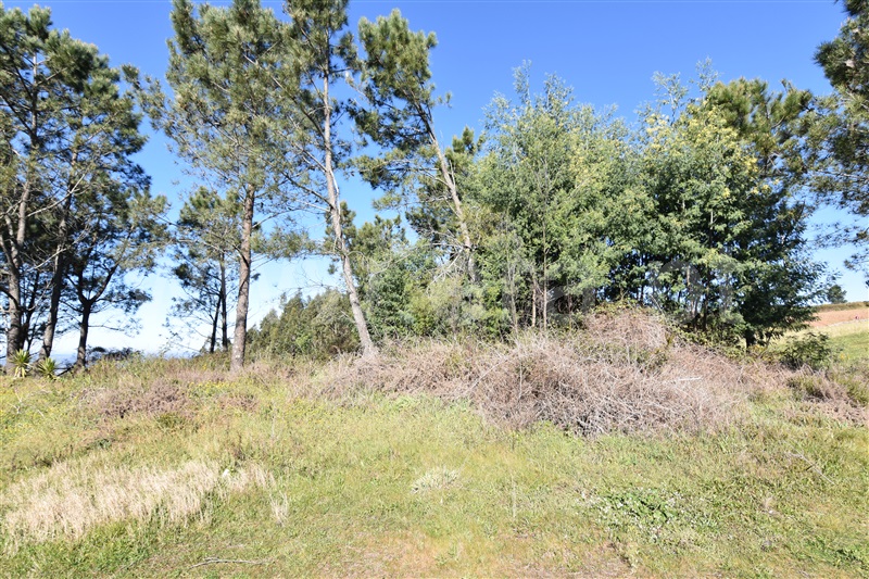 Lote  Penacova, Penacova - 138514 - 5