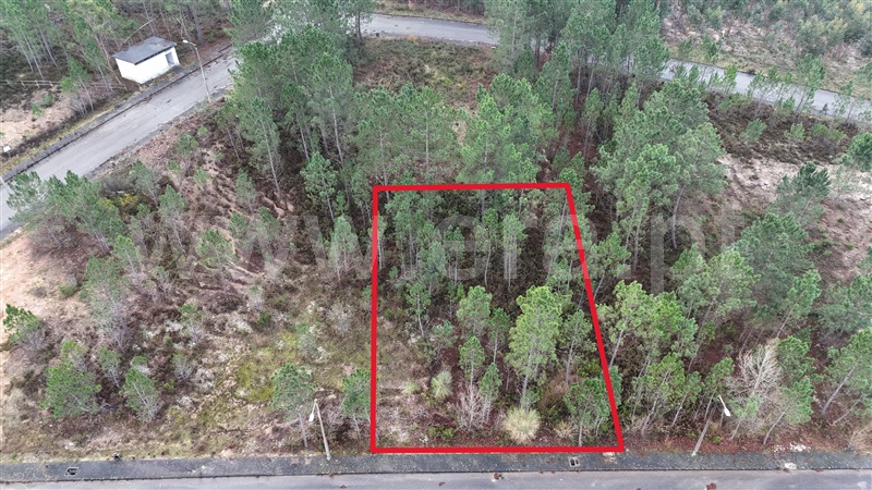 Lote / Pombal, Pelariga