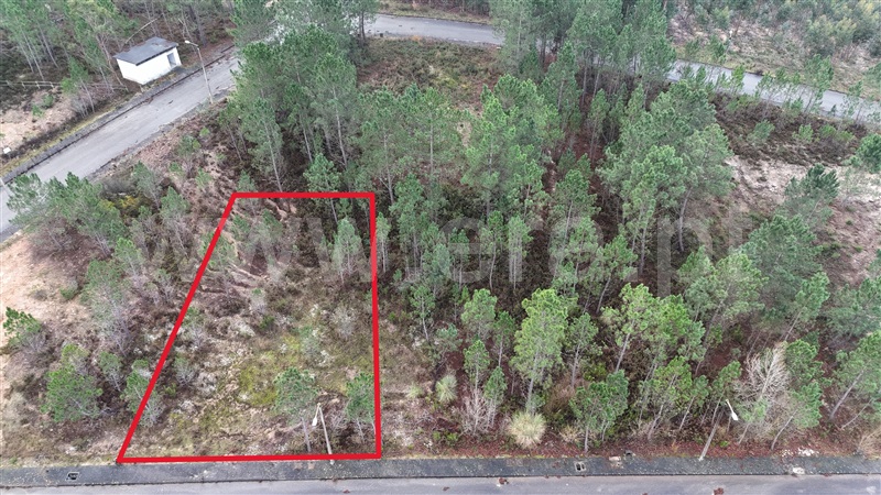 Lote / Pombal, Pelariga