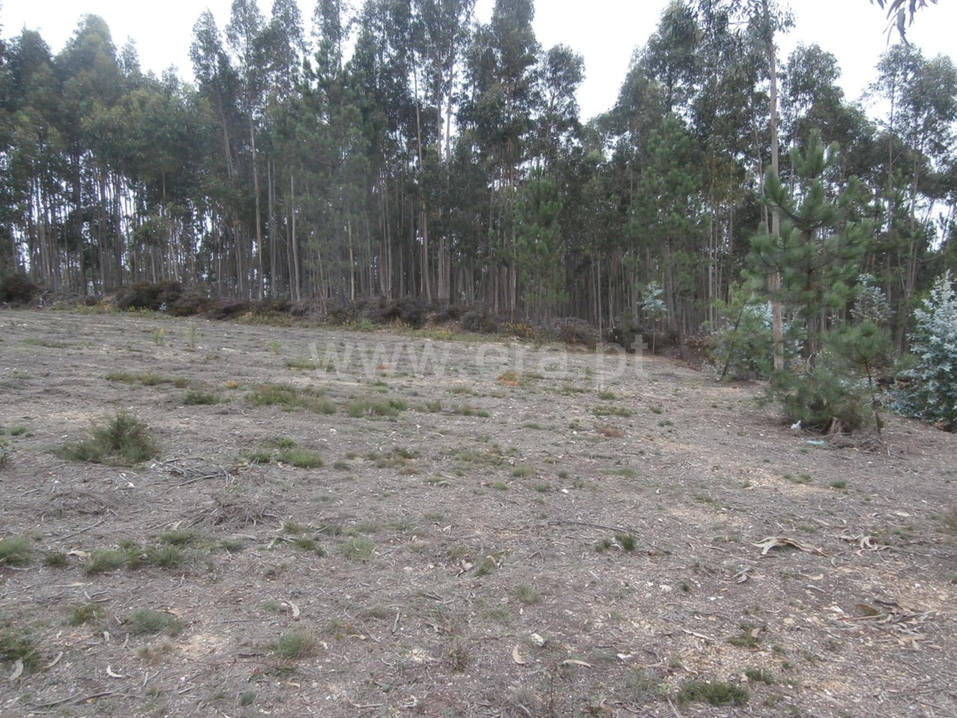 Land for sale in Santa Maria da Feira, Portugal — €58,000