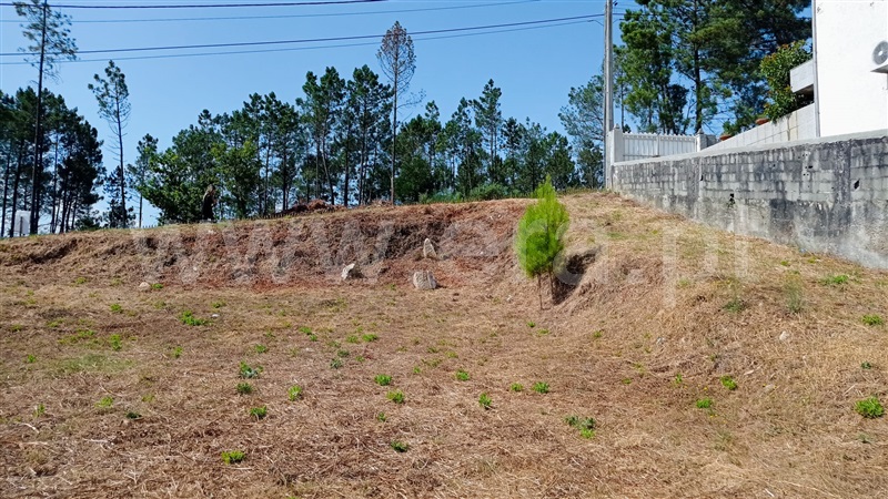 Lote / Santa Maria da Feira, Sousanil