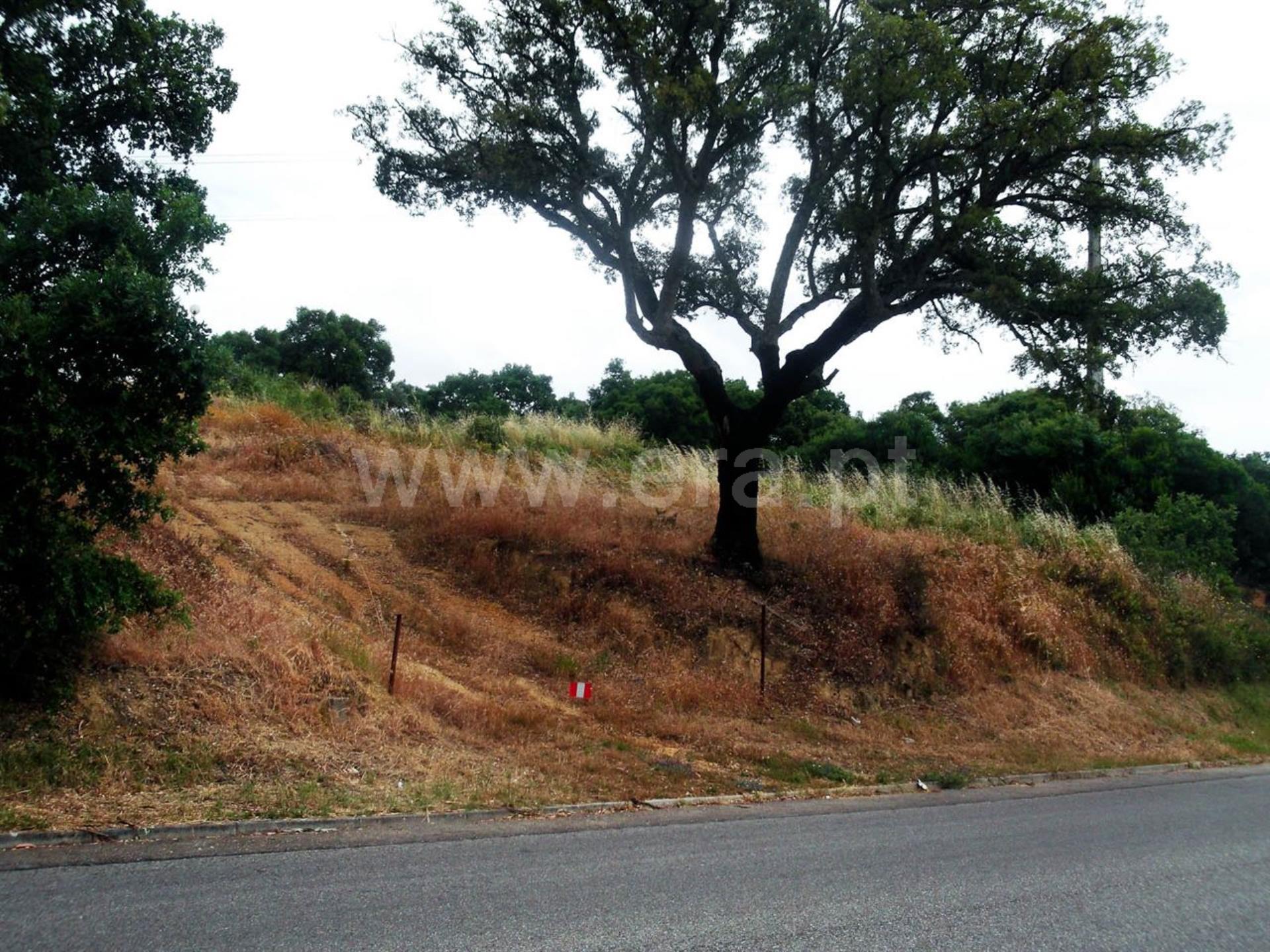 Terreno em Santarém