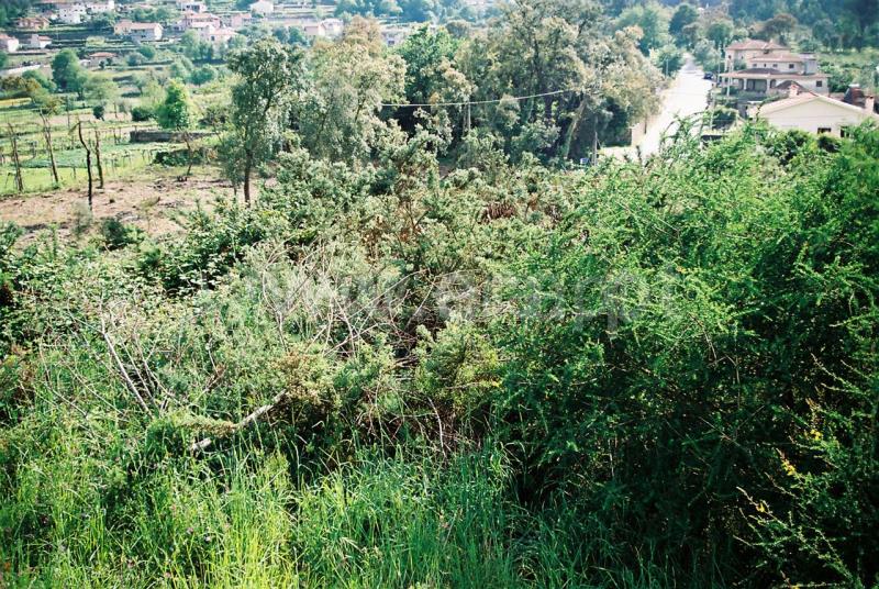 Lote  Santo Tirso, Lamelas e Guimarei - 521558 - 6