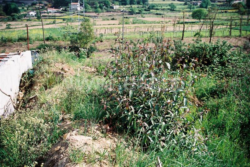 Lote  Santo Tirso, Lamelas e Guimarei - 521558 - 7