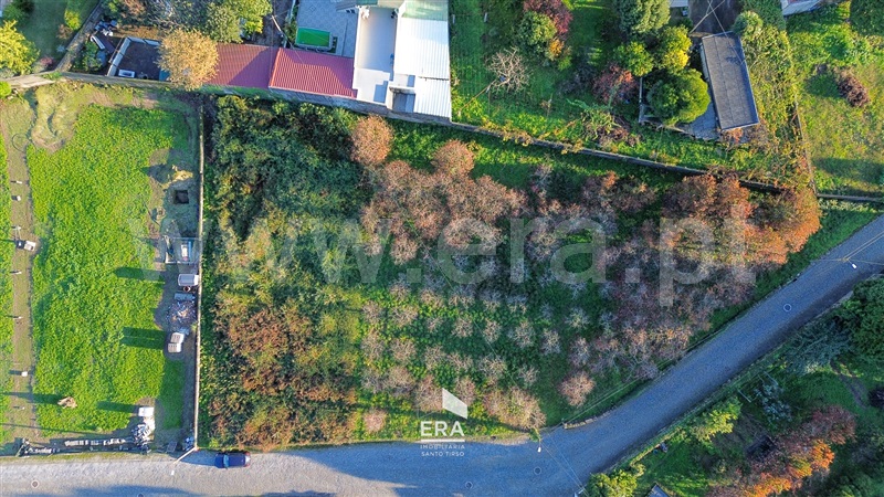 Lote / Santo Tirso, Palmeira