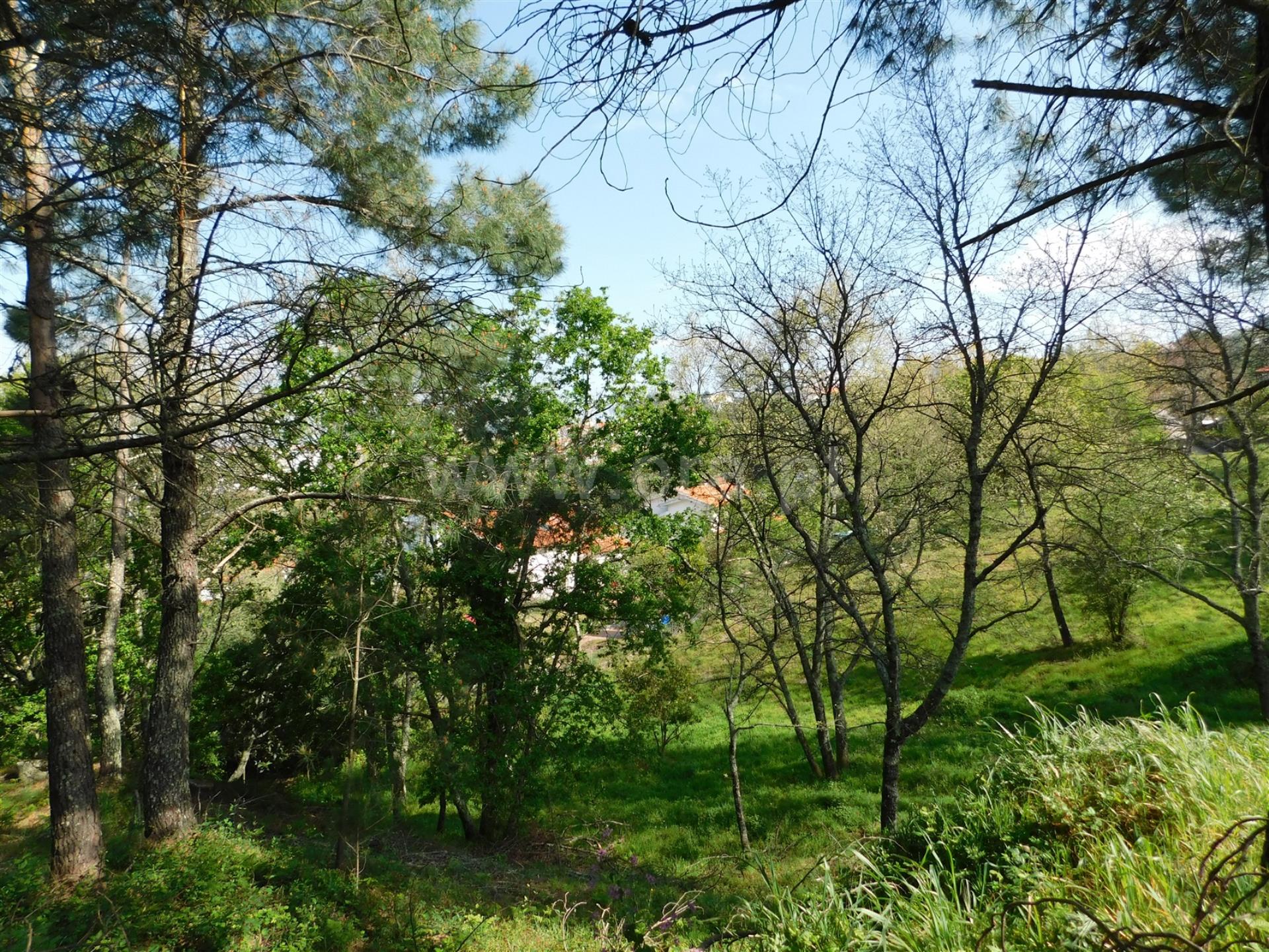 Terreno