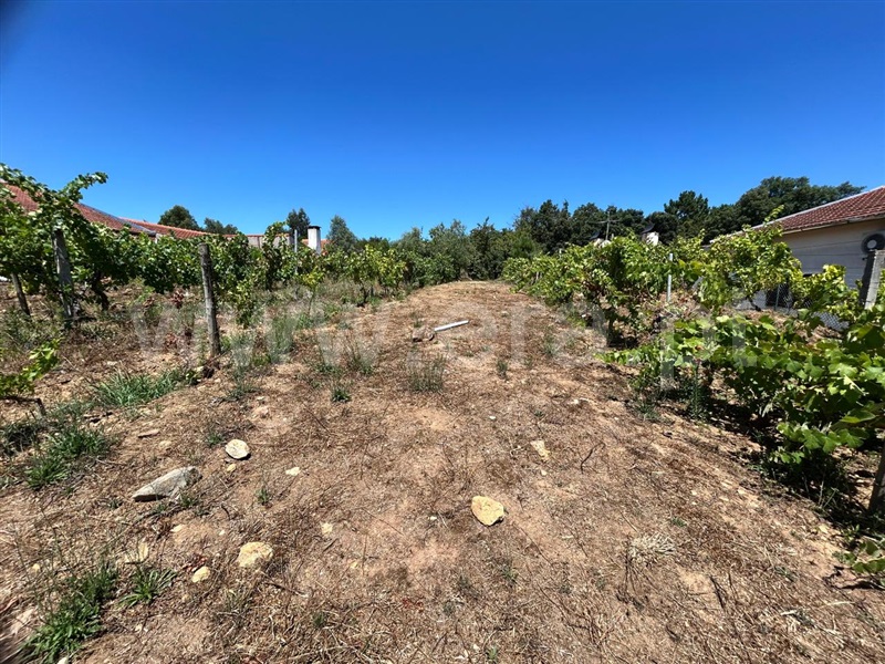 Lote  Sever do Vouga, Silva Escura e Dornelas - 1496637 - 3