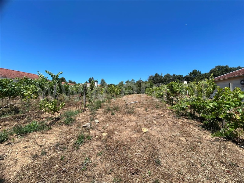 Lote  Sever do Vouga, Silva Escura e Dornelas - 1496637 - 4