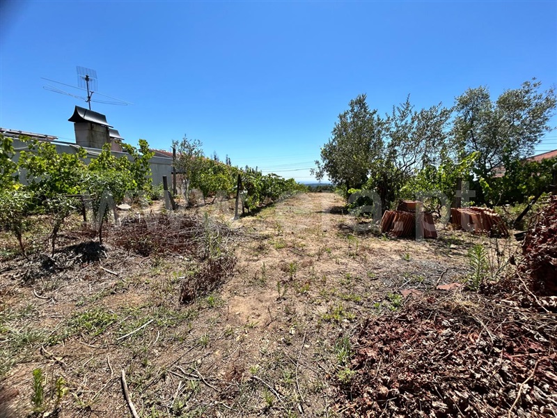 Lote  Sever do Vouga, Silva Escura e Dornelas - 1496637 - 5
