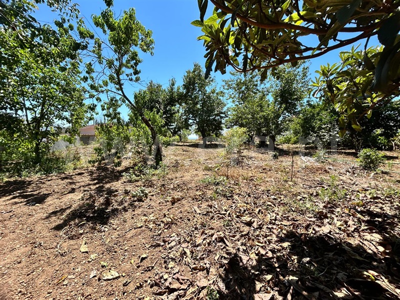 Lote  Sever do Vouga, Silva Escura e Dornelas - 1496637 - 6