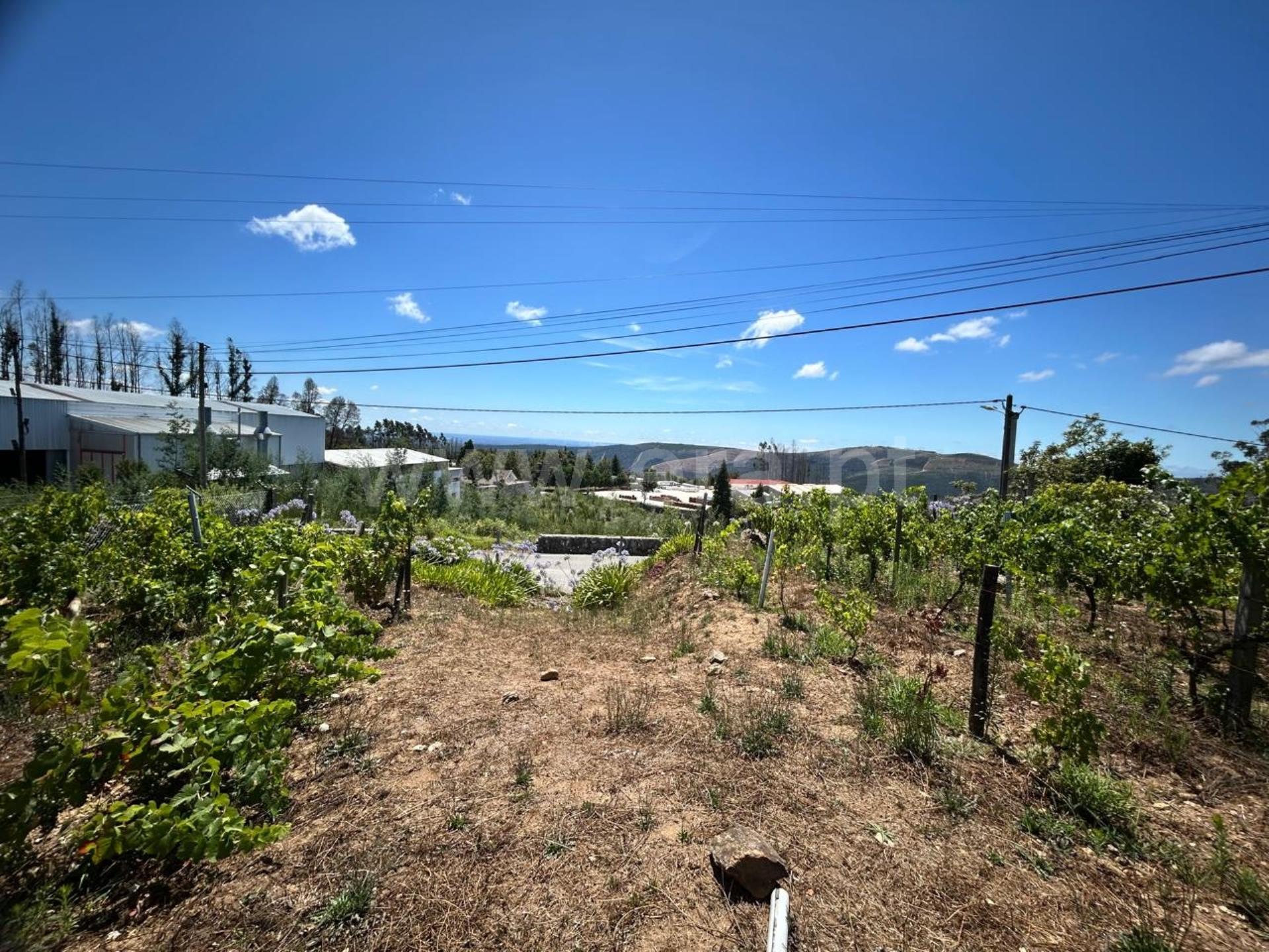 Terreno em Sever do Vouga