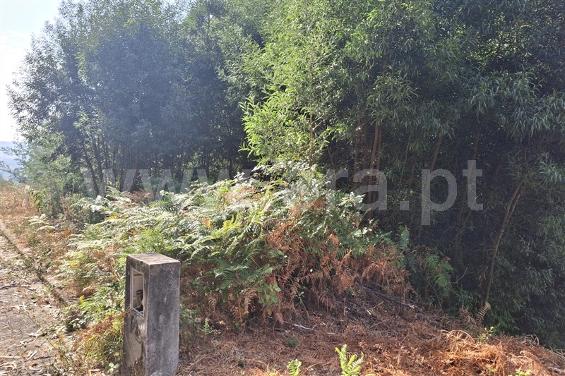 Lote  Ponte de Lima, Fontão - 1501340 - 2