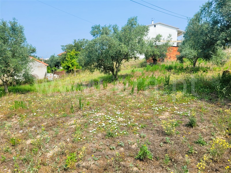 Lote  Tomar, Sabacheira - 1338683 - 3