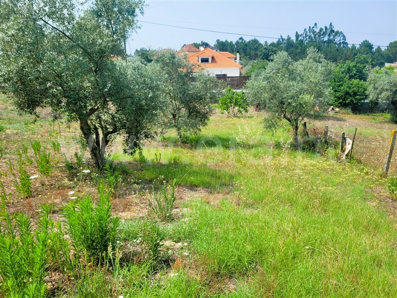 Lote  Tomar, Sabacheira - 1338683 - 4