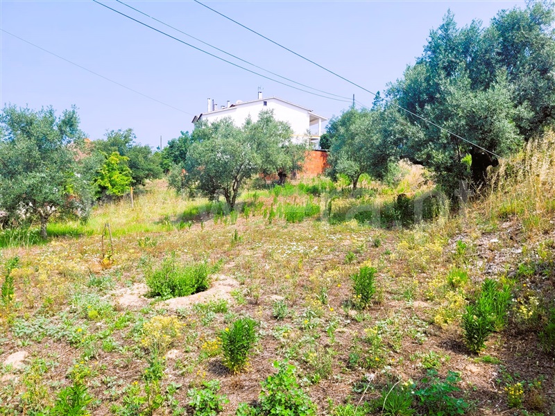 Lote  Tomar, Sabacheira - 1338683 - 6