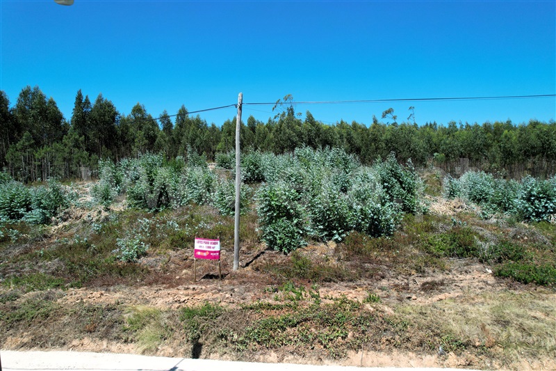 Lote  Torres Vedras, Outeiro da Cabeça - 1497566 - 2