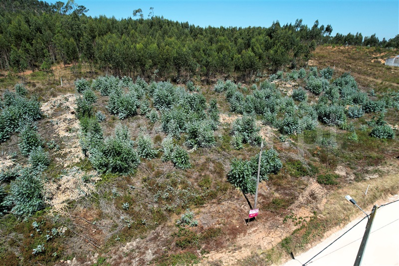 Lote  Torres Vedras, Outeiro da Cabeça - 1497566 - 3