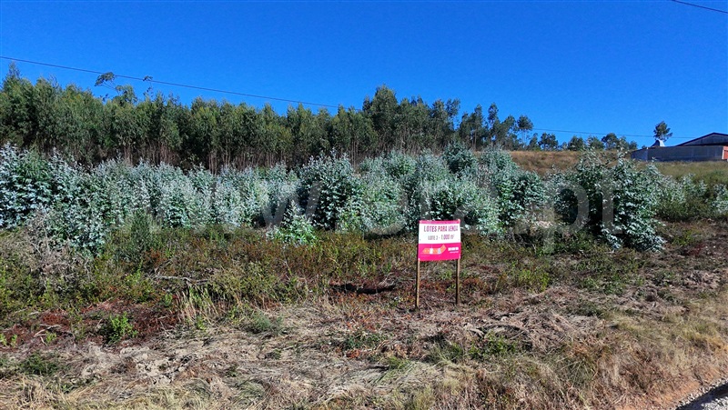 Lote  Torres Vedras, Outeiro da Cabeça - 1497590 - 4